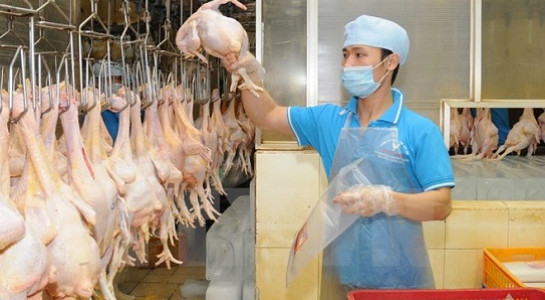 300 tấn gà của Việt Nam được xuất khẩu sang Nhật Bản