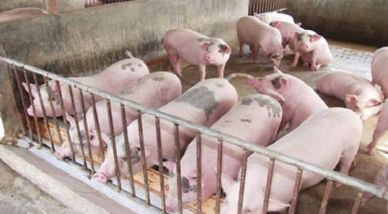 Dabaco lỗ 33 tỉ vì giá thịt lợn giảm kỷ lục