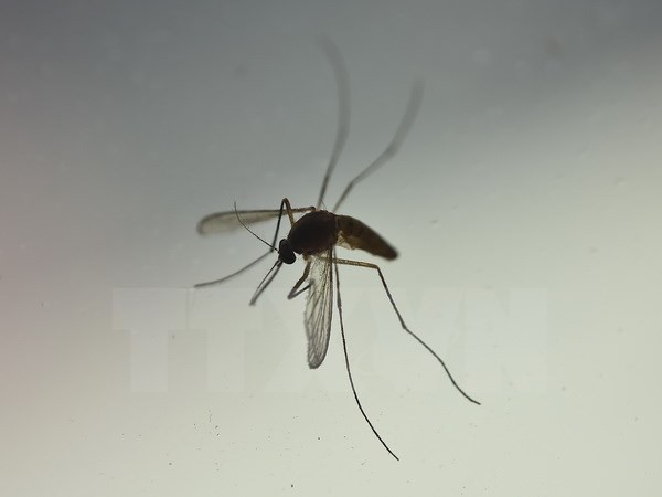 Virus Zika gây ra nhiều dị tật bẩm sinh sau khi biến đổi gene