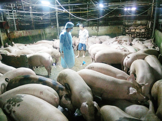 Kháng sinh dùng trong chăn nuôi: Vẫn còn nhức nhối