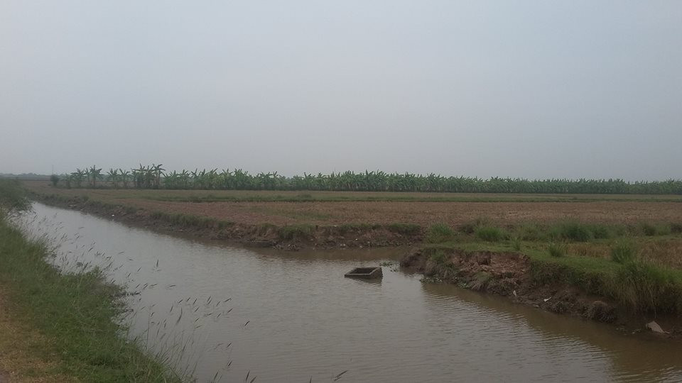 Cánh đồng mẫu lớn trong kinh tế nông nghiệp ở Hải Phòng, nhìn từ thực tiễn xã Trấn Dương, huyện Vĩnh Bảo