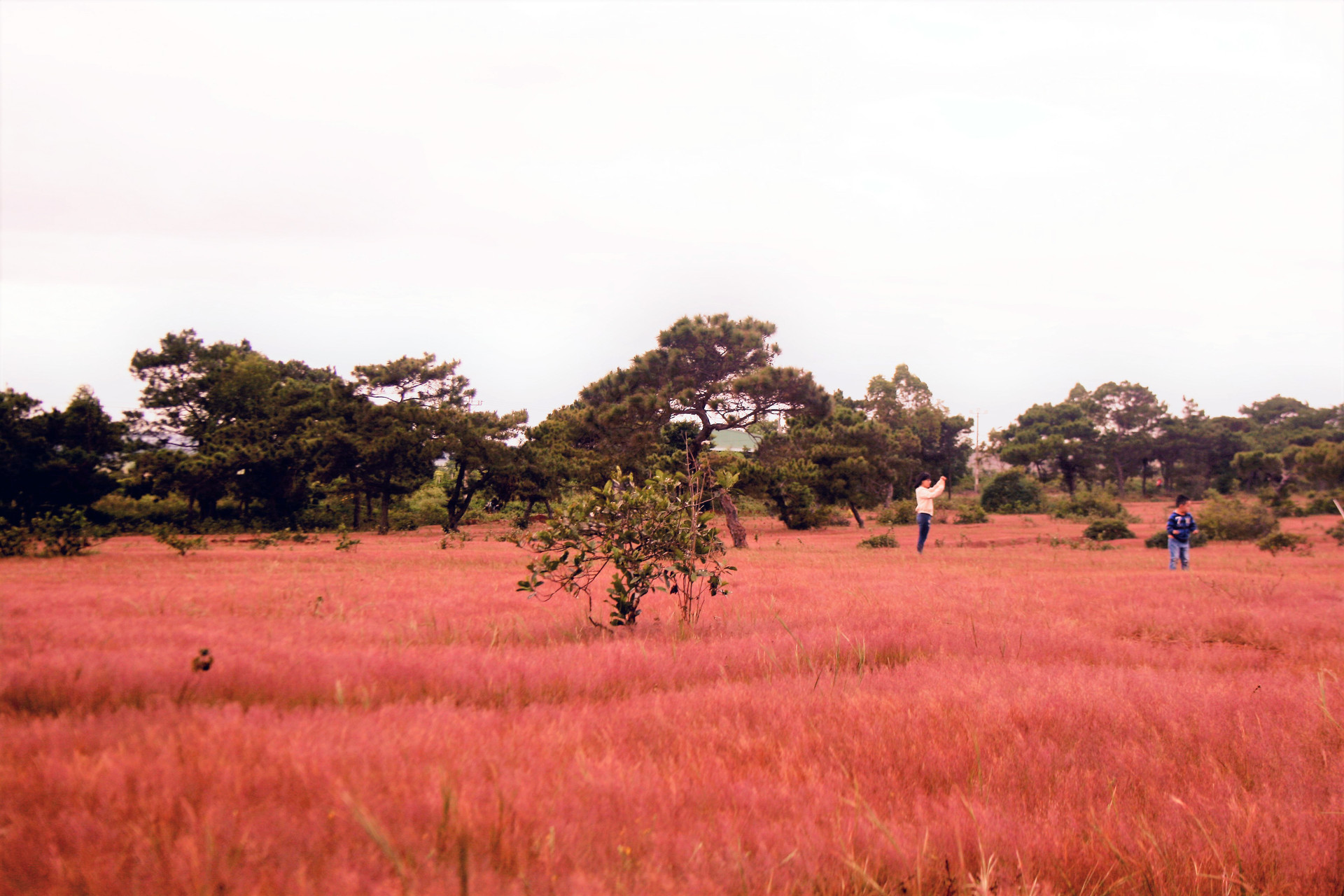 Mùa cỏ hồng hoang hoải hút chân du khách