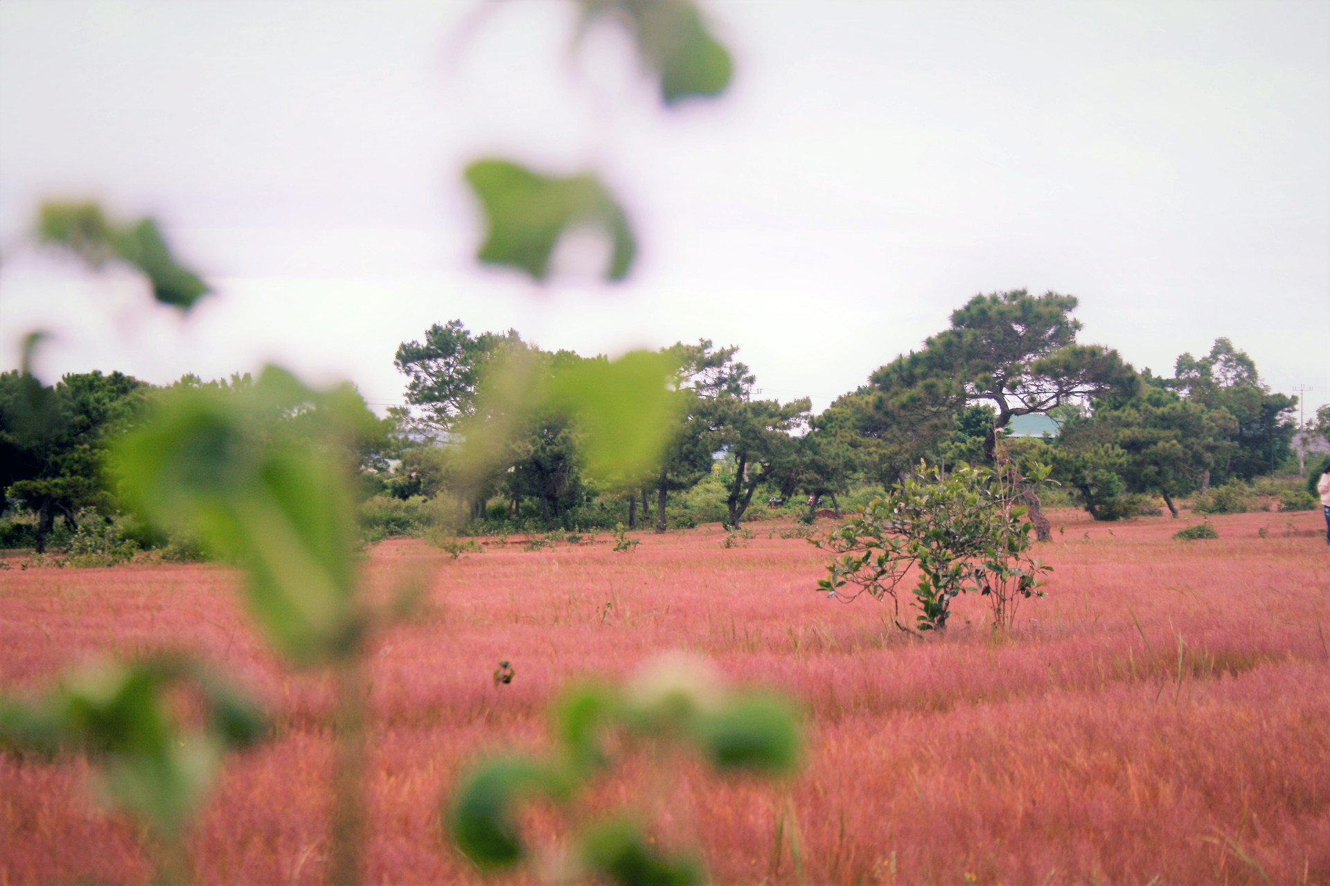 Mùa cỏ hồng hoang hoải hút chân du khách