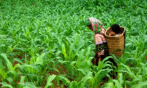 Lên nương trồng mì
