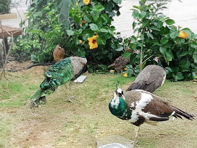 Nghỉ lễ 30/4 - 1/5, tới khám phá vườn chim nhiệt đới rực rỡ tại FLC Sầm Sơn