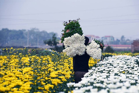 Xã Mê Linh - Đẩy mạnh trồng, sản xuất hoa