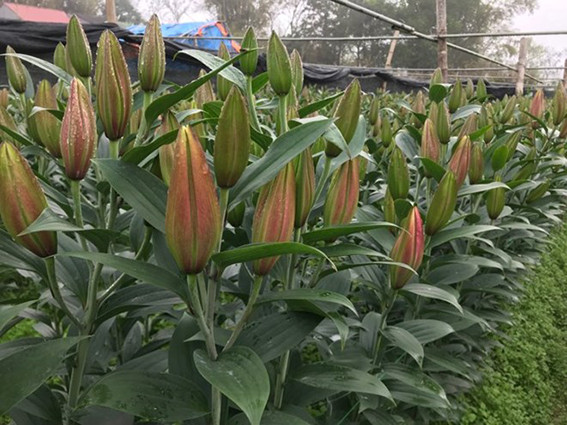 Xã Mê Linh - Đẩy mạnh trồng, sản xuất hoa
