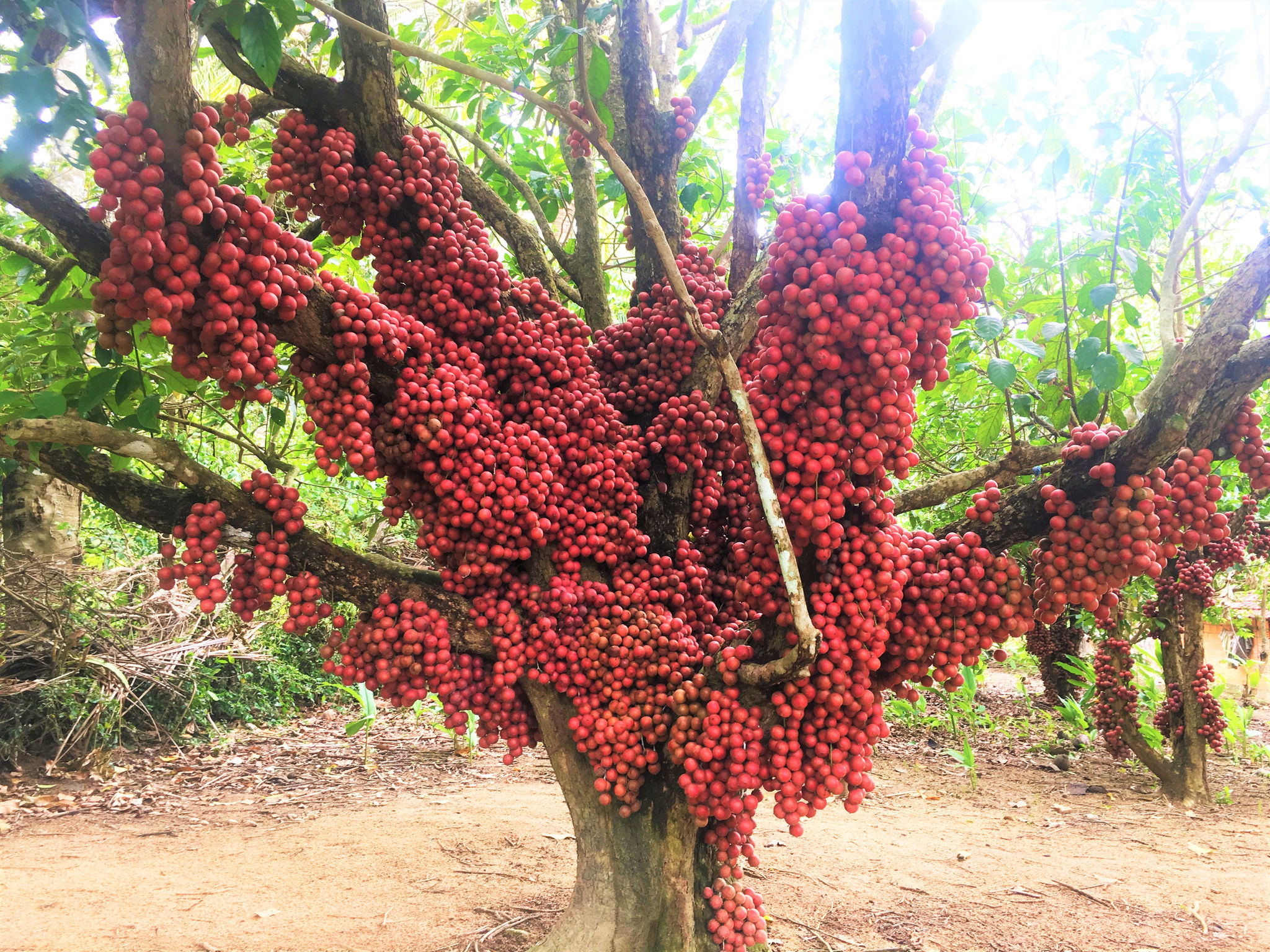 Rực rỡ mùa “dâu da”…