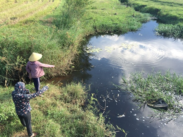 Hà Tĩnh: Xuất hiện cá chết dọc tuyến kênh T9 trên địa bàn huyện Can Lộc