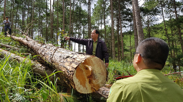 Yêu cầu Chủ tịch Lâm Đồng kiểm tra, làm rõ các vụ phá rừng trên địa bàn