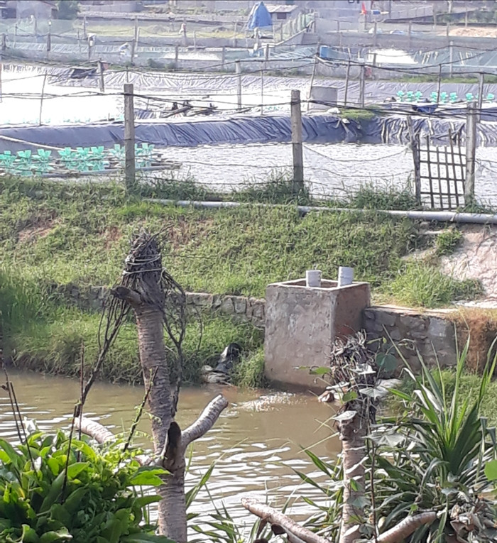 Hà Tĩnh: Hồ nuôi tôm HTX Bảo An Phú xả thẳng nước thải ra môi trường biển