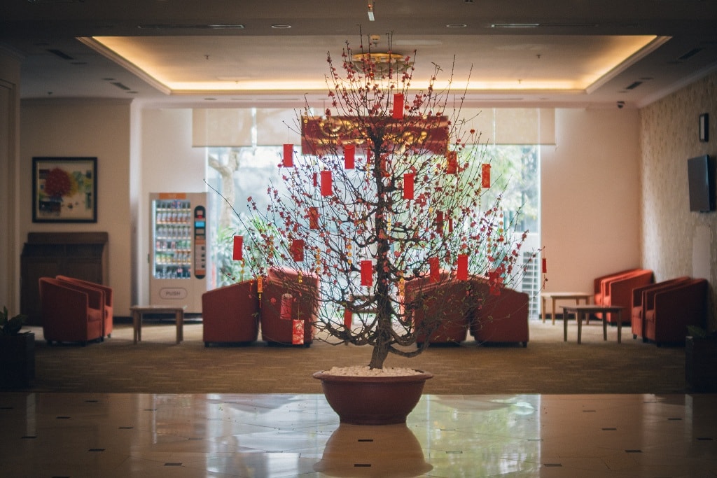 Mai  đào khoe sắc rực rỡ khắp các khu đô thị Vinhomes.