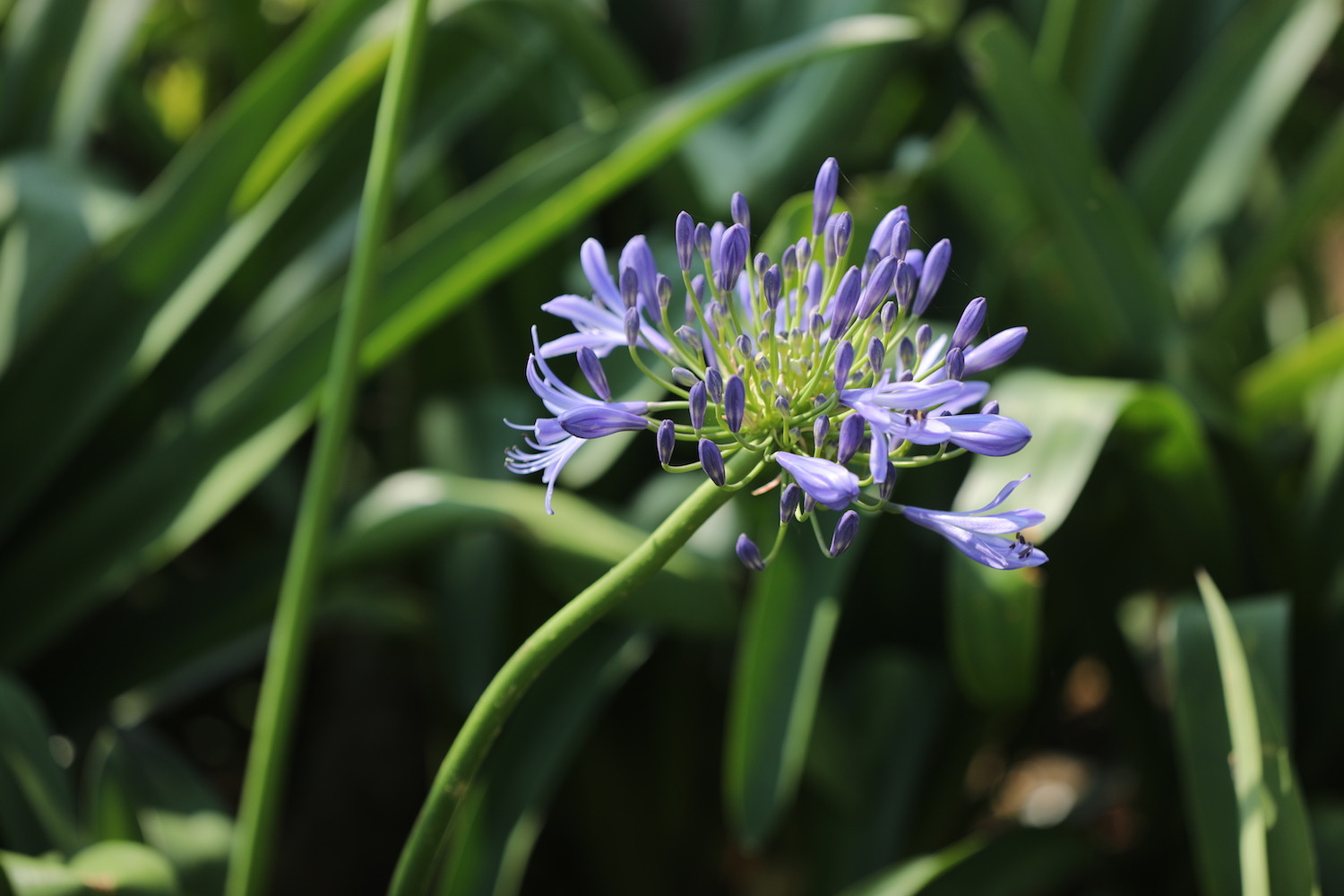 Cả đồi hoa tím đẹp ngỡ ngàng ở Fansipan, cần gì đi châu Âu ngắm lavender?