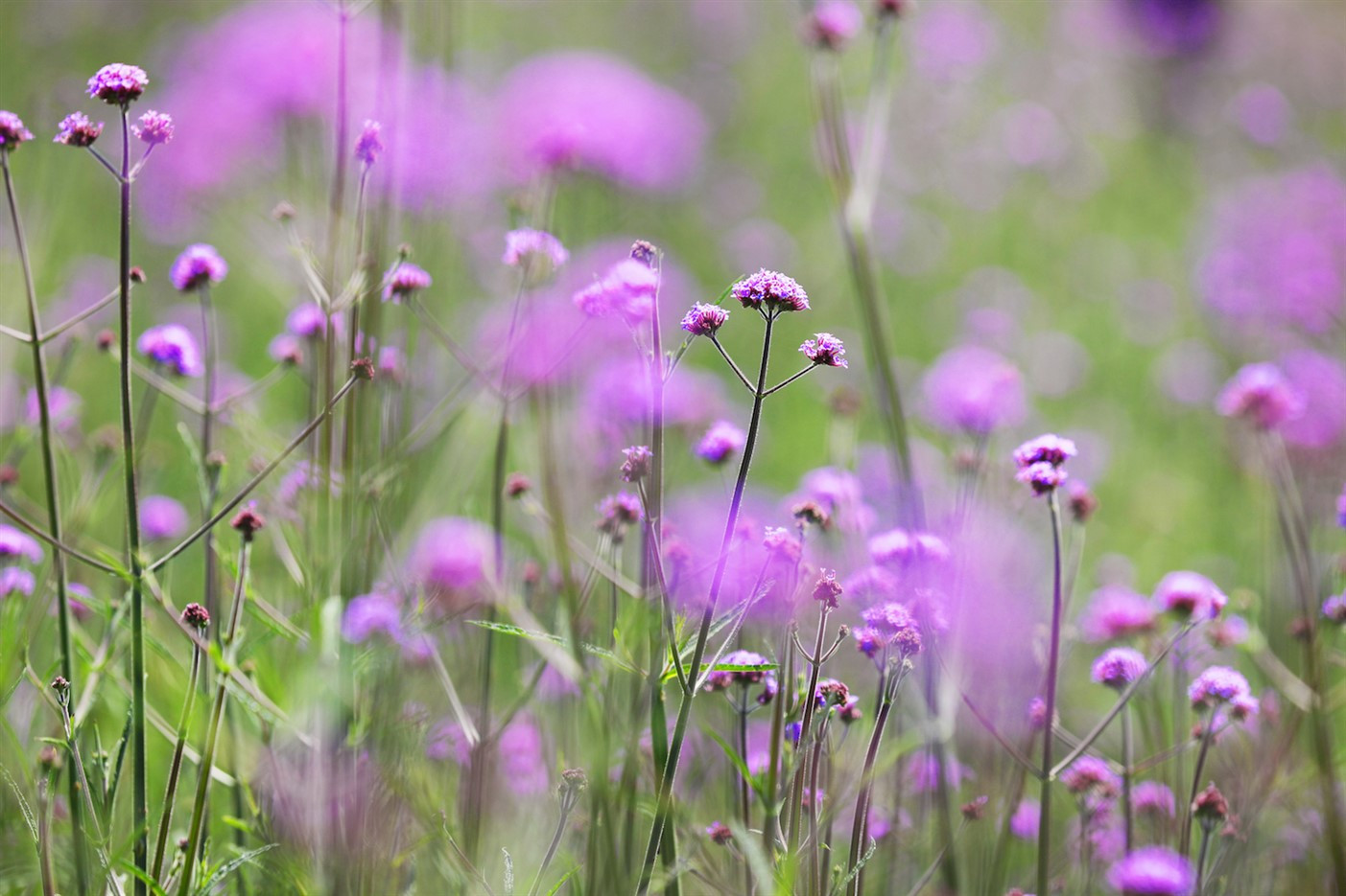 Cả đồi hoa tím đẹp ngỡ ngàng ở Fansipan, cần gì đi châu Âu ngắm lavender?