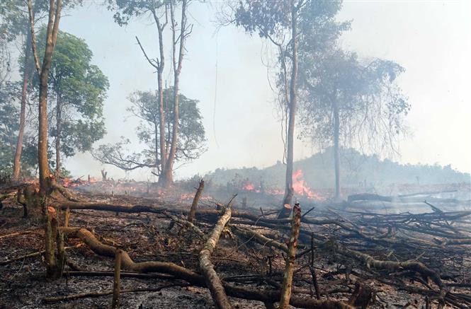 Nguy cơ cháy rừng cấp cực kỳ nguy hiểm ở 11 tỉnh
