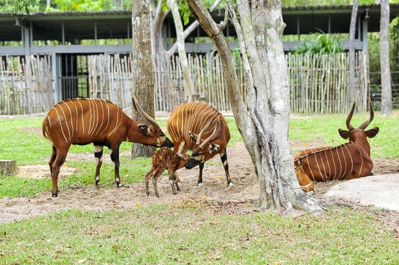 “Vinpearl Safari Phú Quốc - 17 ngày đón 2 cá thể tê giác quý chào đời”.