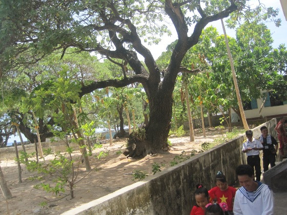 Khoảnh khắc Trường Sa: Kỳ 2 - Cây trên đảo