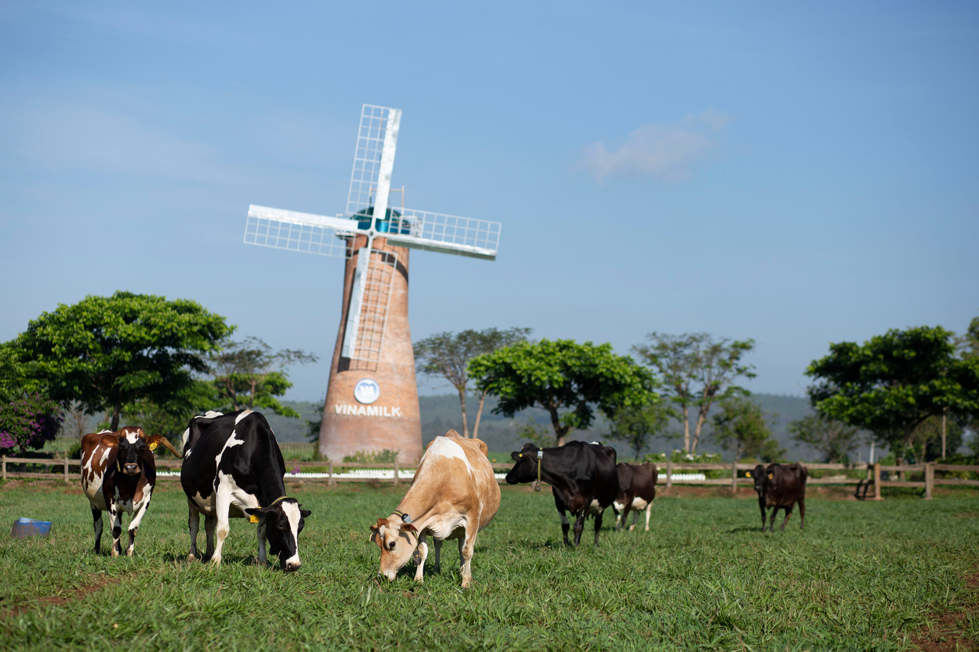 Dấu ấn mang tên Vinamilk trong sự phát triển ngành chăn nuôi bò sữa công nghệ cao Việt Nam