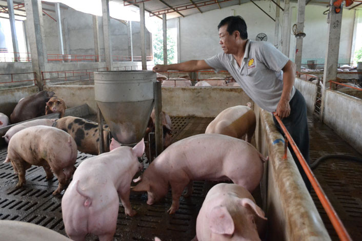 Sản lượng thịt lợn hơi xuất chuồng giảm 5%