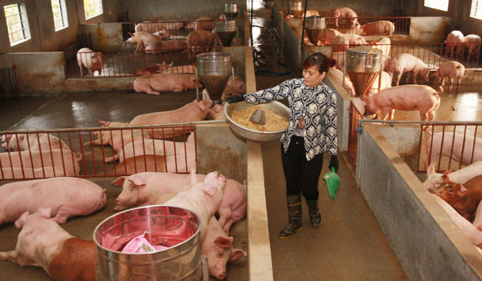 Sản phẩm thịt lợn nhập khẩu tăng mạnh: Thách thức lớn cho ngành chăn nuôi