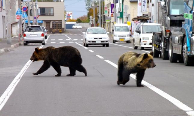 Dân số Nhật Bản teo tóp nhưng gấu, lợn rừng sinh sôi quá đà