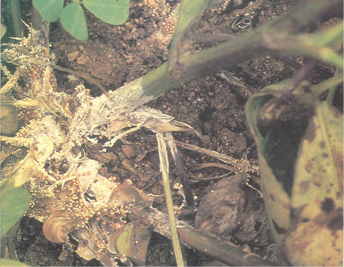 3 gợi ý sản phẩm để phòng ngừa bệnh lở cổ rễ cây đậu phộng