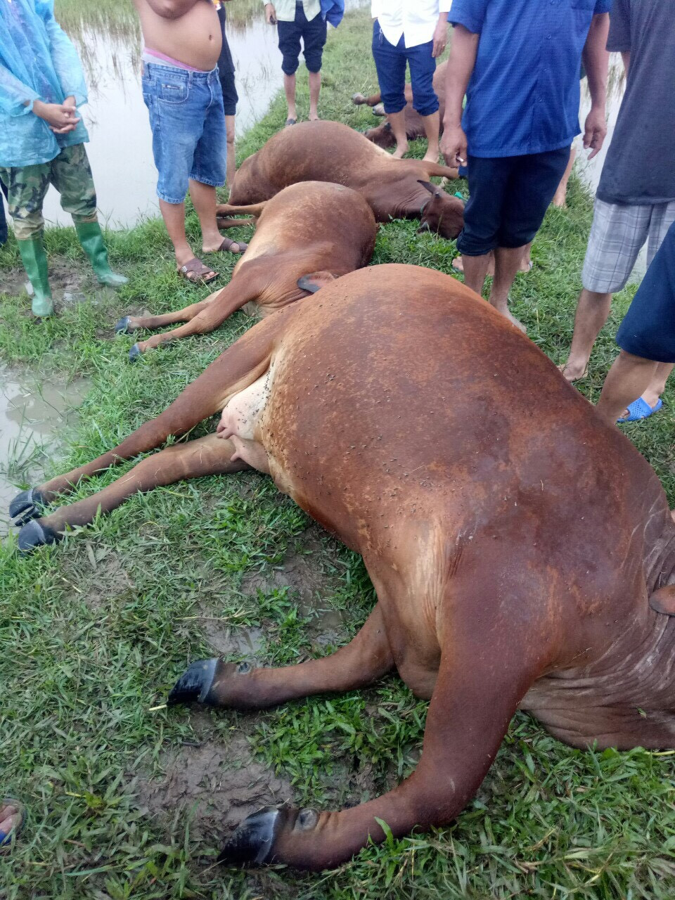 Hà Tĩnh: Sét đánh chết 6 con bò của 04 hộ dân