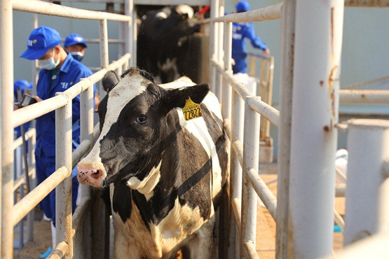 Thêm 1.645 con bò sữa Mỹ giống cao sản thuần chủng HF về trang trại TH