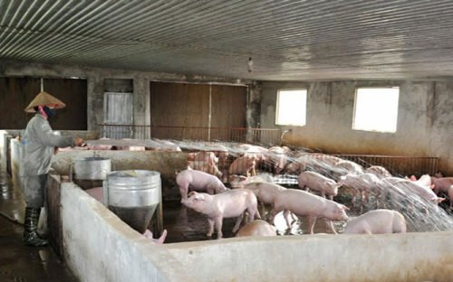 Nguồn cung tăng, giá thịt lợn giảm mạnh