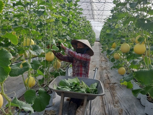 Hà Nội: Đẩy mạnh phát triển hợp tác xã nông nghiệp