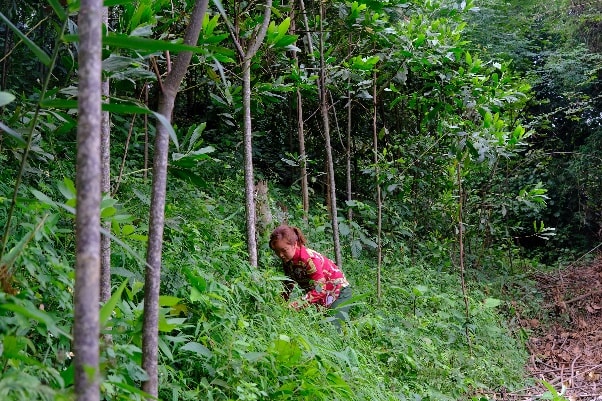 Vinamilk chung tay cùng người dân vừa trồng cây gây rừng, vừa tạo sinh kế