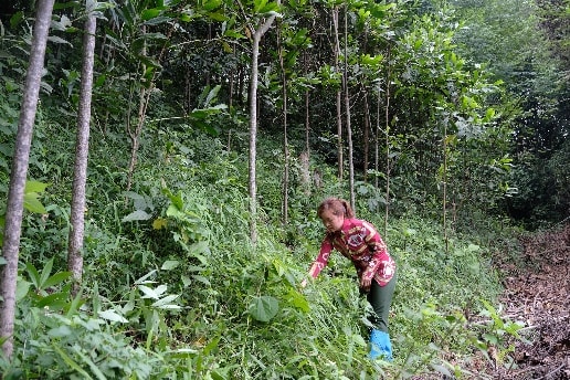 Vinamilk chung tay cùng người dân vừa trồng cây gây rừng, vừa tạo sinh kế