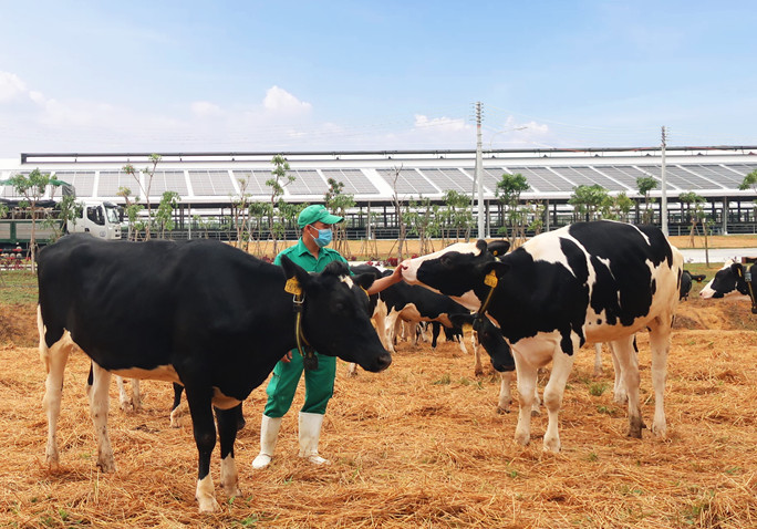 Vinamilk liên tiếp thăng hạng trong tốp 50 công ty sữa hàng đầu thế giới, khẳng định vị trí thương hiệu sữa số 1 Việt Nam