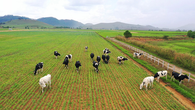 Đàn bò 8.000 con đầu tiên tại tổ hợp trang trại của Vinamilk tại Lào sẽ cho sữa vào đầu năm 2022