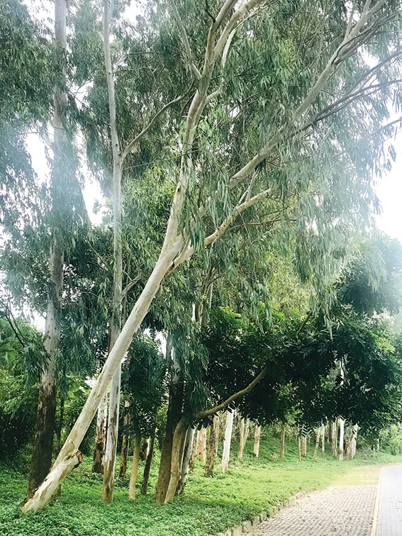 Con đường hương bạch đàn