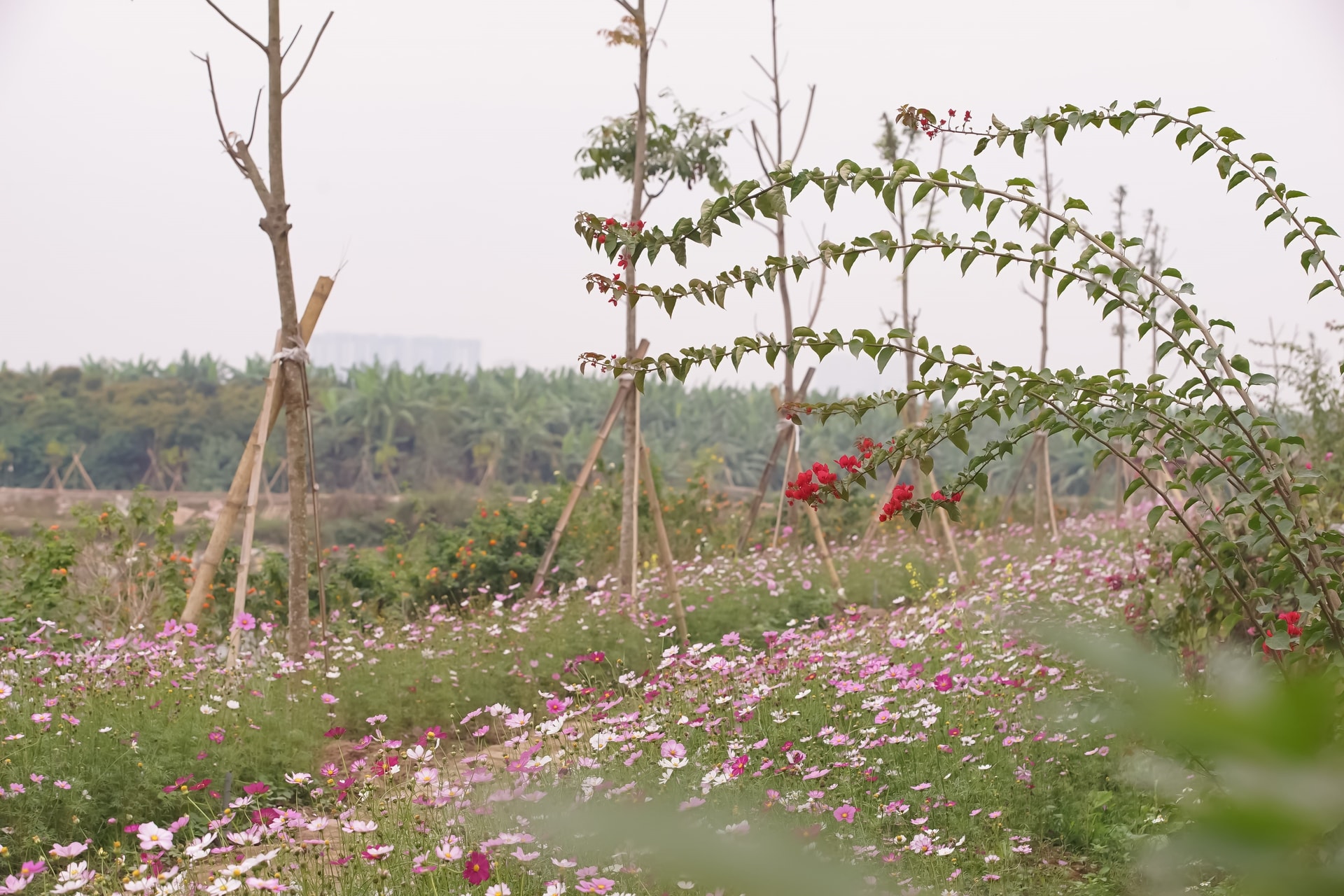 Một khu du lịch tuyệt đẹp bên bờ sông Hồng