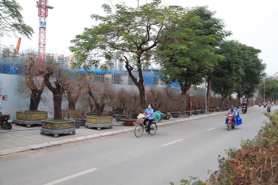 Những ngày đầu tháng Chạp, các thương lái, chủ vườn đã đưa đào cổ thụ ra đường Lạc Long Quân (quận Tây Hồ, TP Hà Nội) để chào mời khách đến thuê và mua về trưng bày trong dịp Tết Nguyên đán Nhâm Dần 2022.