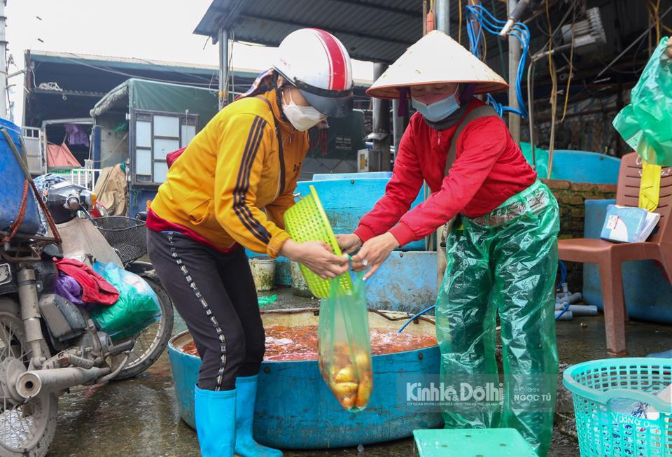 Theo các thương lái,giá cá chép đỏ dao động từ 220.000 - 250.000 đồng/kg, cá chép vàng bán buôn là 180.000 - 200.000 đồng/kg.