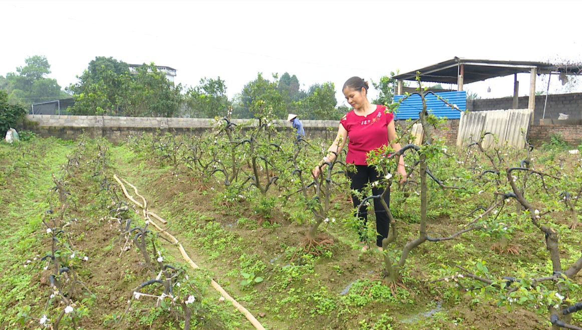 Mai trắng mang xuân về núi Tản