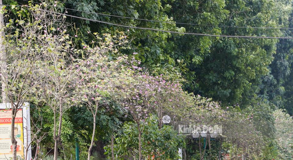 Những ngày vừa qua, người dân Hà Nội vẫn tươi vui trong khí Xuân thì hình ảnh hoa ban tím nở bung một góc trời tạo thêm niềm vui trong những ngày đầu năm mới.