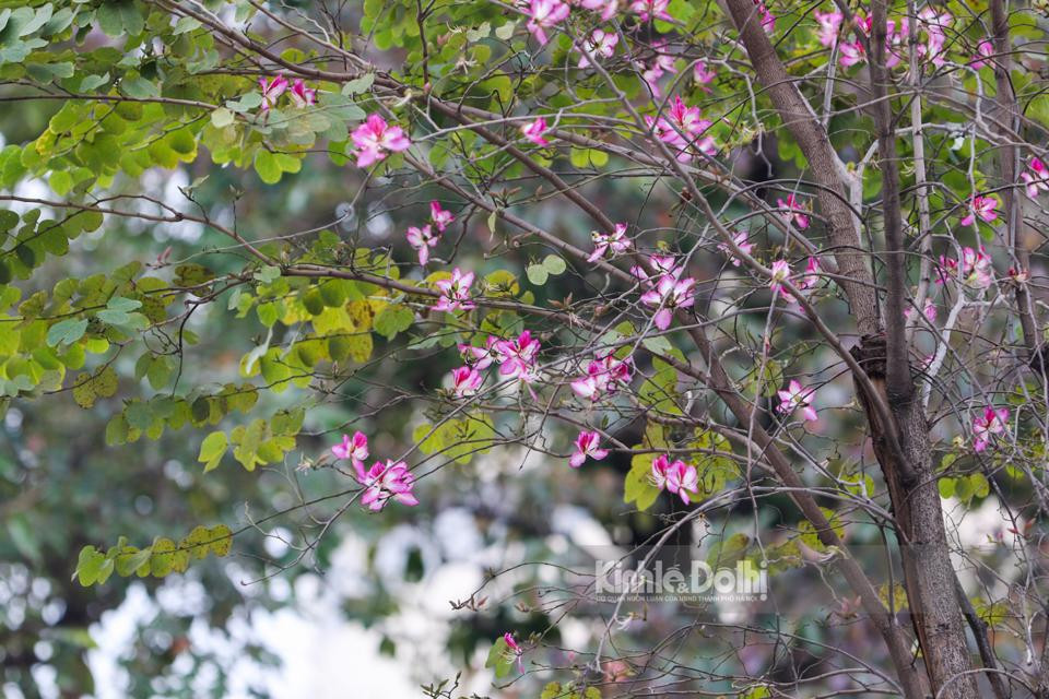 Hoa ban người ta thường gọi với một cái tên dân dã là cây mòng giò, hoa ban được dịch theo tiếng Thái có nghĩa là loài hoa ngọt, ngọt ở đây là ngọt ngào, da diết.Nụ hoa ban bung nở sau một mùa Đông dài, khi những vạt nắng đầu tiên xiên qua kẽ lá.