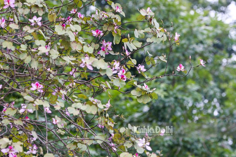 Dù khôngphải loài hoa đặc trưng của Hà Nội nhưng hoa ban được người dân Thủ đô yêu mến và coi như một dấu hiệu tốt đẹp hơn mà mùa Xuân mang tới.