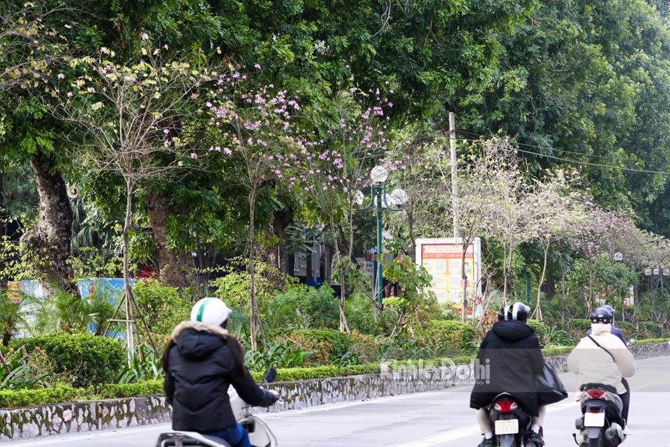 Hoa ban là loài hoa đặc trưng của núi rừng Tây Bắc, chỉ nở khi Xuân vừa sang, khoảng cuối tháng 2, đầu tháng 3 hằng năm.