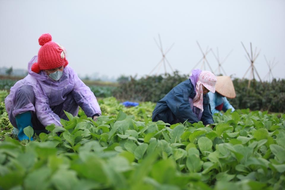 Nông dân huyện Mê Linh thu hoạch rau màu trong mưa giá rét. Ảnh: Phạm Hùng