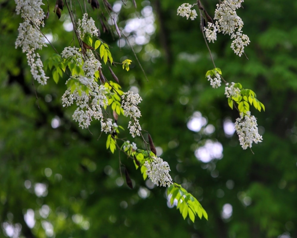 Tạm biệt nhé, hoa sưa! Tạm biệt nhé, hoa sưa!
