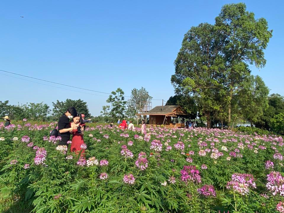Nằm ven bờ sông Hồng thơ mộng cùng không gian thanh bình của hoa lá, bãi đá sông Hồng hiện đã trở thành một trong những địa điểm check in chụp ảnh hot nhất ở Hà Nội.