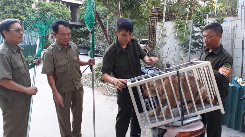 Đội bắt chó thả rông phường Khương Đình, quận Thanh Xuân.