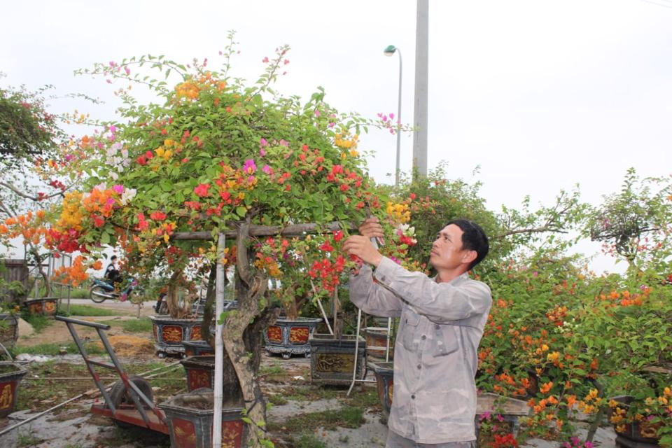Ông Lê Thanh Cao,thôn Phù Đổng 1, xã Phù Đổng, huyện Gia Lâm đang chuẩn bị cây hoa giấy đẹp mang ra Lễ hội