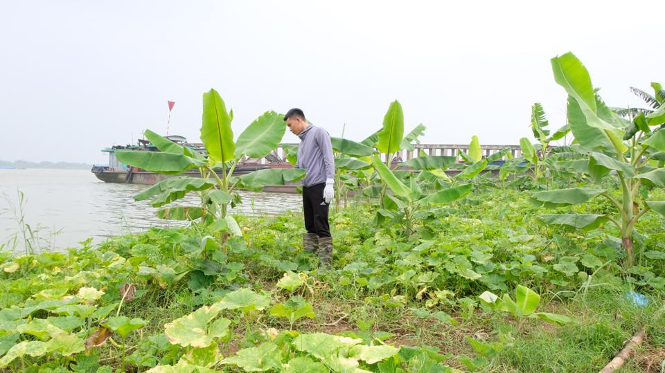Ngoài khai thác và nuôi trồng thuỷ sản, người dân làng chài Vạn Vỹ trồng thêm rau màu, cây ăn quả ngắn ngày để mưu sinh. Ảnh: Lâm Nguyễn 