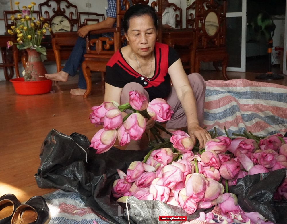 Người dân Tây Hồ bận rộn vào mùa làm trà sen